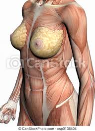 Basic female torso tutorial by timflanagan on deviantart. Anatomy Of A Woman Anatomically Correct Medical Model Of The Human Body A Woman With Muscles Showing 3d Illustration Canstock