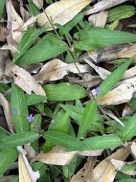 Image result for Oldenlandia affinis