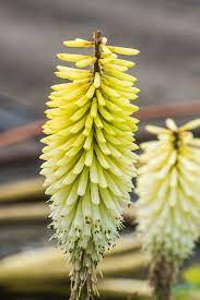 We did not find results for: Fackellilie Ice Queen Kniphofia Uvaria Ice Queen Gunstig Online Kaufen