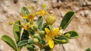 Image result for Cleomaceae