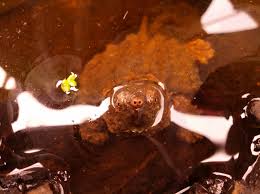 Alligator snapping turtle can reach 26 inches in length and 155 to 175 pounds in weight. Loggerhead Acres Turtle Farm Turtle Care