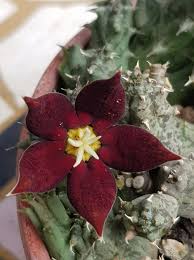 Image result for Piaranthus atrosanguineus