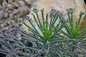 Image result for Secamone delagoensis