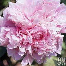 Pin On Peonies