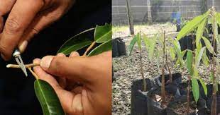Jom belajar cara tanam pokok durian dengan teknik yang betul dan mudah. Cantuman Anak Pokok Durian Cara Ini Berjaya 100 Impiana