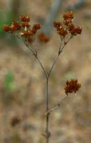 Image result for Polycarpaea corymbosa