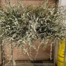 Maybe you would like to learn more about one of these? Import Flowers Home Facebook