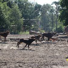 7 officiële safaripark beekse bergen kortingscodes & kortingen op solden.be. Safaripark Beeksebergen Picture Of Beekse Bergen Safari Park Hilvarenbeek Tripadvisor
