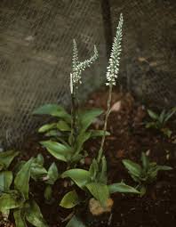 Image result for Triceratorhynchus viridiflorus