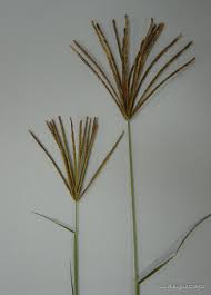 Image result for Chloris gayana