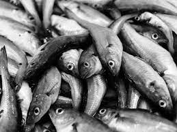 Does Whiting Fish Have Bones Read It Here Castcountry Com