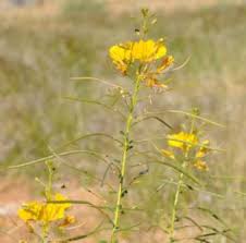 Image result for Cleome angustifolia