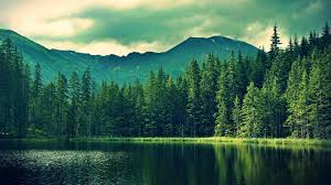 Over 40,000+ cool wallpapers to choose from. Wallpapers Hd Forest Hd Desktop Wallpapers Amazing Desktop Wallpaper Forest 1920x1080 Wallpaper Teahub Io