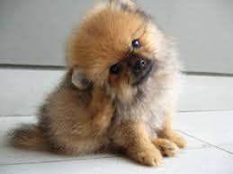 Check spelling or type a new query. Rare Genuine Miniature Teacup Pomeranian Puppies For Sale Uk Minipomeranians S Blog