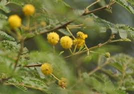 Image result for Acacia hockii