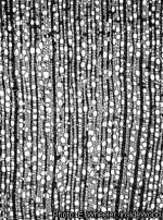 Image result for Trichocladus ellipticus