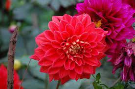 High Resolution Photo Of Red Dahlia Flower In Nature Hd Wallpapers Wallpapers Download High Resolution Wallpapers Dahlia Flower Flowers Flowers Photography