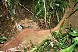 Image result for Craibia brevicaudata