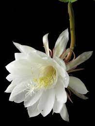 Tranh Hoa Quỳnh Tim Với Google Blooming Cactus Night Blooming Flowers Fragrant Flowers