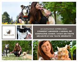Respect-Animal - Justine COURTECUISSE - Educatrice Comportementaliste Canine - Pension canine familiale