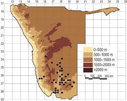 Image result for Plinthus cryptocarpus