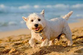 West Highland White Terrier Westie Dog Breed Information And Characteristics Daily Paws
