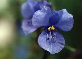 Image result for Commelina subulata