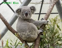Definition of 動物園, meaning of 動物園 in japanese: æœ¨æŸµå‹•ç‰©åœ'ç‰›å¹´ ä¿æ¯è¬›å¤ åˆ†äº«å‹•ç‰©å®¶æ—æ—¥å¸¸è¶£äº‹ å¼•æ–°èž