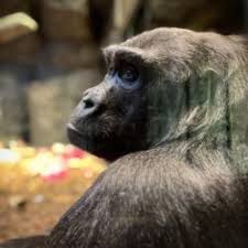 Image result for Ozoroa homblei