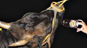 ¡ los platillos de carne se hicieron muy populares junto a la cultura del #sukiyaki, un plato tradicional japonés en el que se cocina la carne cortada en finas. Diario Hoy Paraguay Vacas Que Toman Cerveza Reciben Masajes Y Oyen Musica G 240 Mil Kilo