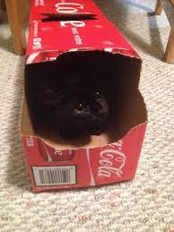 It's important to keep these in mind when. Pin On Cats In Boxes Other Containers