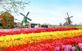 Là loại hoa đặc trưng của đất nước hà lan, đây là loài khi nhắc đến hoa tulip ở nơi nào đi nữa người ta thường nghĩ ngay đến đất nước hà lan xinh đẹp, thế nhưng thực sự hoa tulip lại bắt nguồn từ các nước ba. Mua Báº£o Hiá»ƒm Xin Visa Táº¡i Ha Lan Báº£o Hiá»ƒm Trá»±c Tuyáº¿n