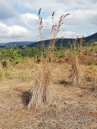 Image result for Cymbopogon caesius