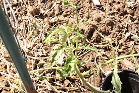 In this case i believe the damage is caused by herbicides used to kill grass and. Odd Deformation Of Tomato Leaves Virus Plants Forum At Permies