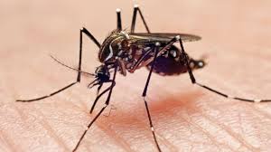 Image result for images of mosquito