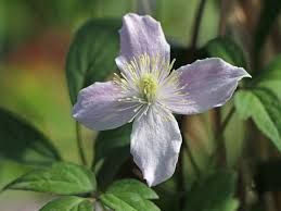 Clematis montana var rubens pink perfection. Berg Waldrebe Pink Perfektion Clematis Montana Pink Perfektion Baumschule Horstmann