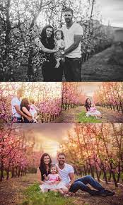Cherry Blossom Family Photo Session Perth Newborn Photography Perth Blee Photography Spring Family Pictures Photo Sessions Family Photos