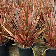 Image result for Phormium