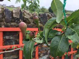 Summer pruning mainly takes place in mid summer shoots are pruned back to a stub around 3 inches in length. Is Fruit Setting On My Pear Tree Can I Use Fertiliser Now Helpfulgardener Com