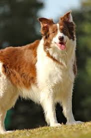 Border Collie Game Collie Best Dog Breeds Border Collie