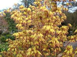 Check spelling or type a new query. Japanese Maples In Spring Triangle Gardener Magazine