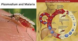 3, 4, 5 timely identification of the infecting species is extremely important, as p falciparum infection can be fatal and is often resistant to standard chloroquine treatment. Plasmodium And Malaria The Biology Notes
