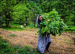 Sericulture Or Silk Farming Is A Common Seasonal Job In The Rural Areas Of Iran S Golestan Province Locals Weave Clothing And Seasonal Jobs Rural Area Farm