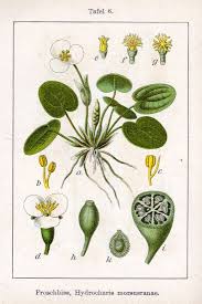 Image result for Hydrocharitaceae