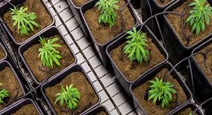 The schedule includes superb industry speakers, product and application updates, and fantastic. Wisconsin Lawyer The Business Of Marijuana In Wisconsin