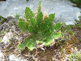 Image result for Selaginellaceae