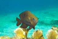 Após, vemos o odirlei de cesaro, gerente de desenvolvimento de negócios da sicredi serrana, falando. Scuba Diving In Serrana Bank Colombia Dive Site Divebooker Com