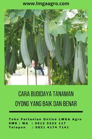 We did not find results for: Cara Budidaya Tanaman Oyong Yang Baik Dan Benar Menanam Benih Tanaman Tanaman