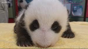Start your babysitting adventures and become the best panda nanny! National Zoo Giant Panda Cub Naming Contest Wusa9 Com