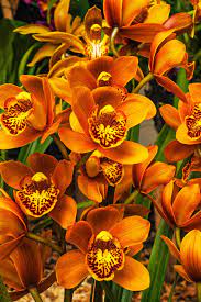 What Is A Cymbidium Orchid Information About Cymbidium Orchid Care Cymbidium Orchids Care Orchid Seeds Cymbidium Orchids